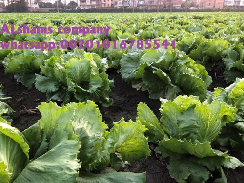 Public product photo - We would like to offer our fresh Iceberg Lettuce🌺
Origin: Egypt🇪🇬
fresh Iceberg Lettuce Specification:-
- carton weight : 7.5 : 8 kg
- 9:12 pieces per carton
• Class 1
- Shipping method : by sea or air .
*Company Name : Alshams company for general import and export
📲Contact us :
mrs-donia mostafa
sales manager
Email: alshams.info@yahoo.com
Whatsapp: +201016785541